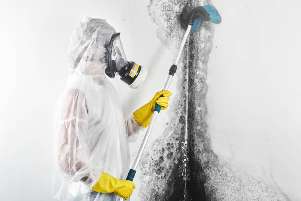 Best Water Damage & Mold Remediation  in Walkersville, MD